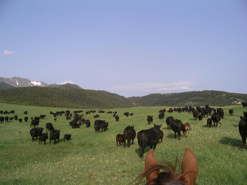 moving_cattle