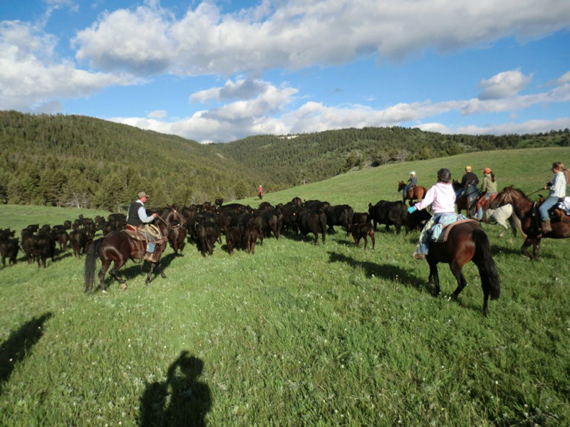 sweet_grass_ranch_cattle