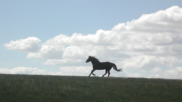 horses_montana8