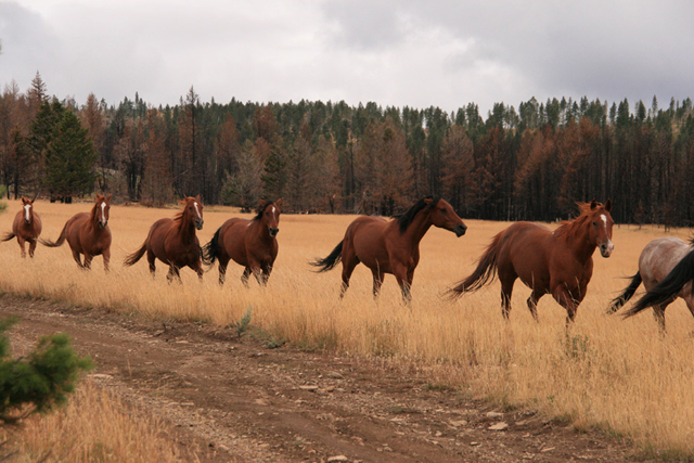 horses_montana9