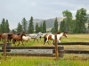 horses_montana11