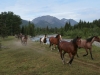 horses_montana7
