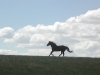 horses_montana8