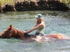 swimming_with_horses3