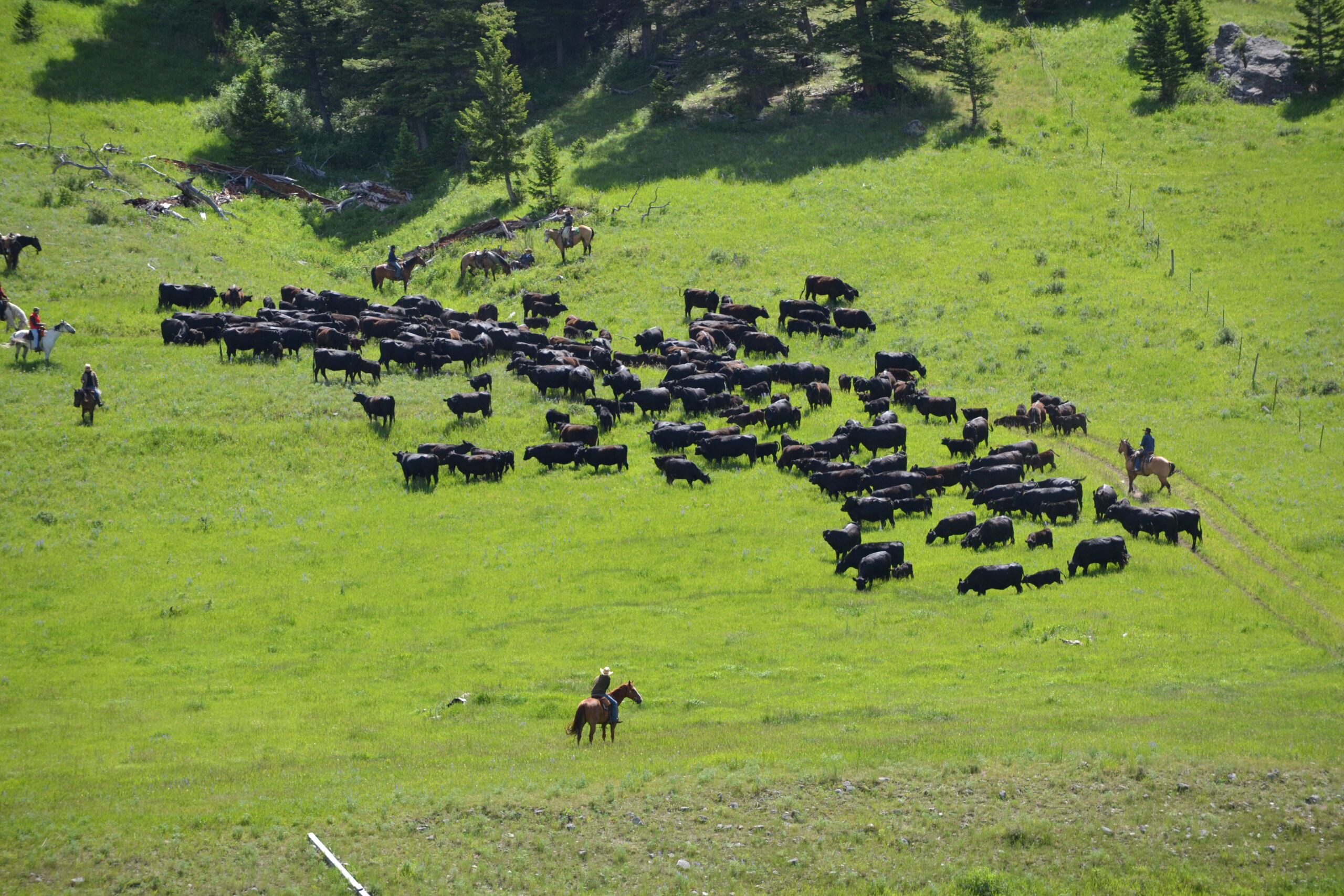 gathering cows